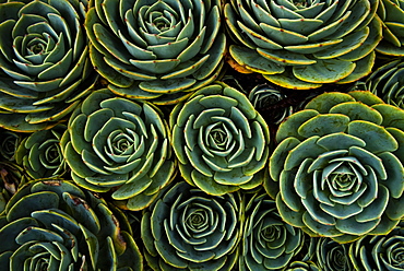 Succulents in the shape of flowers, San Gerardo de Dota, San Jose Province, Costa Rica, Central America