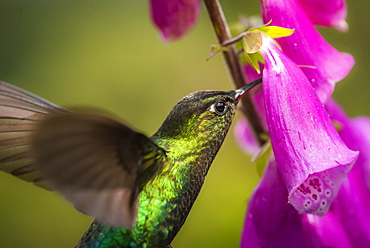 Fiery-throated Hummingbird (Panterpe insignis), San Gerardo de Dota, San Jose Province, Costa Rica, Central America