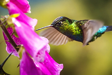 Fiery-throated Hummingbird (Panterpe insignis), San Gerardo de Dota, San Jose Province, Costa Rica, Central America