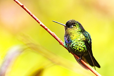 Fiery-throated Hummingbird (Panterpe insignis), San Gerardo de Dota, San Jose Province, Costa Rica, Central America