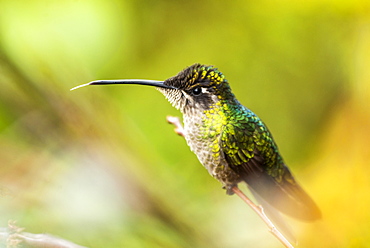 Magnificent Hummingbird (Eugenes fulgens) (Refulgent Hummingbird), San Gerardo de Dota, San Jose Province, Costa Rica, Central America