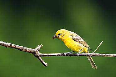 Female Flame-colored Tanager (Piranga bidentata), San Gerardo de Dota, San Jose Province, Costa Rica, Central America