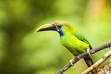 Emerald Toucanet (Aulacorhynchus prasinus), San Gerardo de Dota, San Jose Province, Costa Rica, Central America