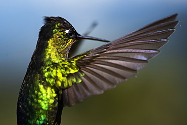 Fiery-throated Hummingbird (Panterpe insignis), San Gerardo de Dota, San Jose Province, Costa Rica, Central America