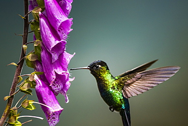 Fiery-throated Hummingbird (Panterpe insignis), San Gerardo de Dota, San Jose Province, Costa Rica, Central America