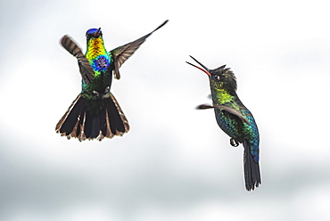 Fiery-throated Hummingbird (Panterpe insignis), San Gerardo de Dota, San Jose Province, Costa Rica, Central America