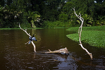 Anhinga (Anhinga Anhinga) bird, Tortuguero National Park, Limon Province, Costa Rica, Central America