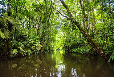 Tortuguero National Park, Limon Province, Costa Rica, Central America