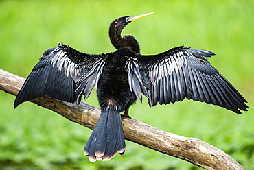 Anhinga (Anhinga Anhinga) bird, Tortuguero National Park, Limon Province, Costa Rica, Central America