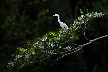 Little Blue Heron (Egretta Caerulea), Tortuguero National Park, Limon Province, Costa Rica, Central America