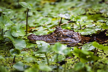 Spectacled Caiman (Caiman Crocodilus), Tortuguero National Park, Limon Province, Costa Rica, Central America