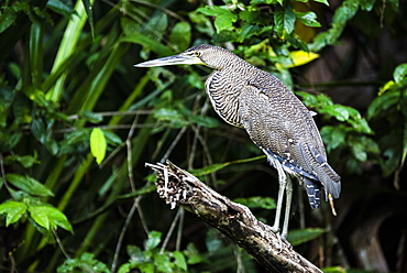 Bare-throated Tiger Heron (Tigrisoma Mexicanum), Tortuguero National Park, Limon Province, Costa Rica, Central America