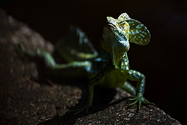 Common Basilisk (Jesus Christ Lizard) (Basiliscus Basiliscus), Tortuguero National Park, Limon Province, Costa Rica, Central America