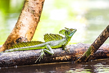 Common Basilisk (Jesus Christ Lizard) (Basiliscus Basiliscus), Tortuguero National Park, Limon Province, Costa Rica, Central America