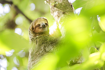 Brown-throated three-toed Sloth (Bradypus variegatus), Tortuguero National Park, Limon Province, Costa Rica, Central America