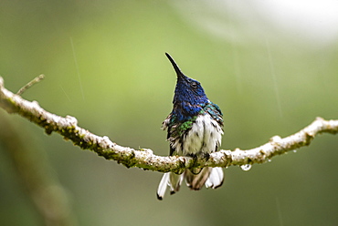 White-necked Jacobin (Florisuga mellivora) in the rain, Turrialba, Cartago Province, Costa Rica, Central America