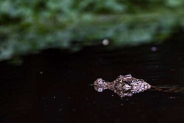 Spectacled Caiman (Caiman Crocodilus), Tortuguero National Park, Limon Province, Costa Rica, Central America