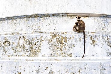 Monkeys at Ruvanvelisaya Dagoba, Mahavihara (The Great Monastery), Anuradhapura, Sri Lanka, Asia