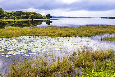 Minneriya Lake, Minneriya National Park, Central Provice, Sri Lanka, Asia