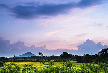 Sri Lanka landscape at sunrise, paddy fields near Dambulla, Central Province, Sri Lanka, Asia