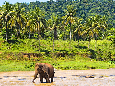 Elephant at Pinnawala Elephant Orphanage, Sri Lanka, Asia