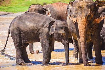 Mother and baby elephant in the Maha Oya River, Pinnawala Elephant Orphanage, near Kegalle in the Hill Country of Sri Lanka, Asia