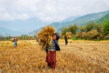 Harvesting rice and wheat, field workers, Bumthang village, Bhutan, Asia