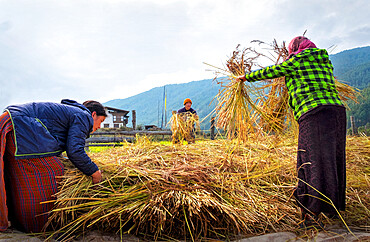 Harvesting rice and wheat, field workers, Bumthang village, Bhutan, Asia