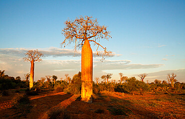 Baobab trees, Reniala Reserve, Ifaty, Madagascar, Africa