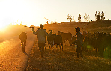 Zebu cattle herders, Isalo, Madagascar, Africa