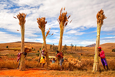 Local villagers collecting Bamboo, Isalo, Madagascar, Africa