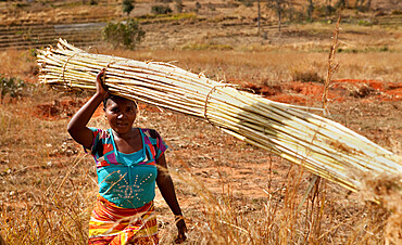 Portrait of local villager collecting Bamboo, Isalo, Madagascar, Africa