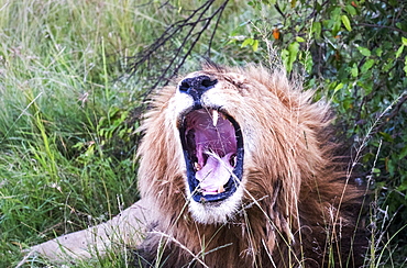 Male lion yawning, safari, Maasai Mara National Reserve, Kenya, East Africa, Africa