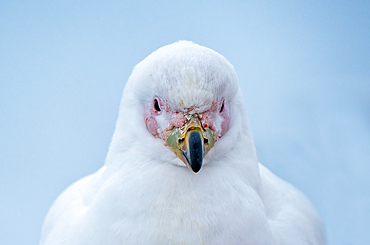 Closeup of Sheathbill bird, Antarctica, Polar Regions