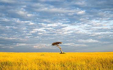 Single acacia tree, Maasai Mara National Reserve, Kenya, East Africa, Africa