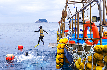 Haenyeo divers, famous for diving into their eighties and holding their breath for up to two minutes, diving for conch, octopus, seaweed, and other seafood, Jeju, South Korea, Asia