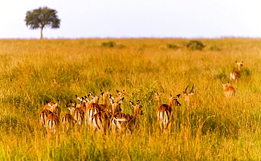 Gazelles, Maasai Mara National Reserve, Kenya, East Africa, Africa