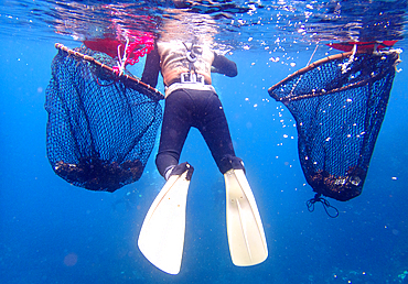 Haenyeo women, famous for diving into their eighties and holding their breath for up to two minutes, free-diving for seafood and crustaceans, Jeju Island, South Korea, Asia