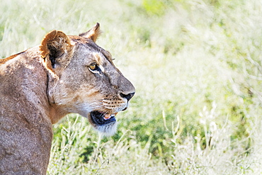 Lioness hunting across Samburu National Reserve, Kenya, East Africa, Africa