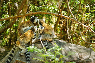 Ring-tailed lemurs in Isalo National Park.