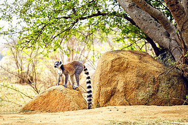 Ring-tailed lemurs in Isalo National Park.