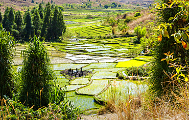 Terraced rice valley, Isalo National Park.