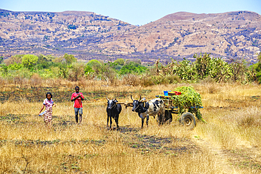 Zebu and cart carrying vegetation by the Malagasy people.