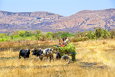 Zebu and cart carrying vegetation by the Malagasy people.