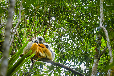 Sifaka lemur found only in Madagascar. They are known for their vertical clinging and leaping movements, Andasibe Rainforest.