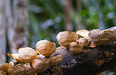 Fungus growing on trees in Andasibe Rainforest.
