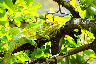 Coloured chameleons in Peyreras Private Reserve, Andasibe.