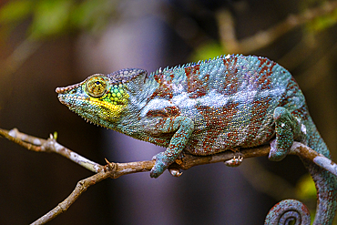 Coloured chameleons in Peyreras Private Reserve, Andasibe.