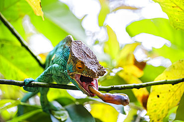 Coloured chameleons in Peyreras Private Reserve, Andasibe.