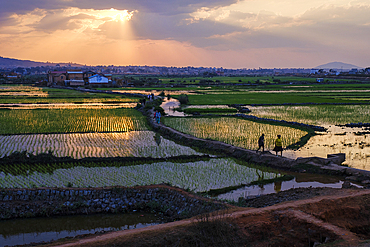Sunset over rice fields in Antananarivo.
